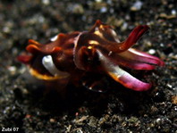 Pfeffer's Flamboyant Cuttlefish - <em>Metasepia pfefferi</em> - Flammende Sepia (Pfeffers Prachtsepie)