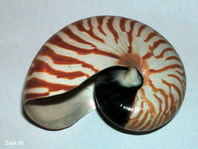 Nautilus shell - Nautilus pompilius - Nautilus-Schale