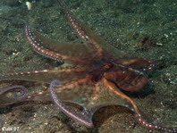 Day Octopus - Octopus cyanea - Riffoktopus / Tintenfisch