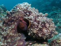 endemic Galapagos Reef Octopus - Octopus oculifer - Endemischer Galapagos Riff Oktopus (Tintenfisch)