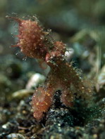 endemic Galapagos Reef Octopus - Octopus oculifer - Endemischer Galapagos Riff Oktopus (Tintenfisch)