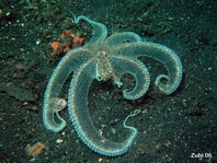 White Net-Octopus - Octopus sp2 - Weisser Netz- Oktopus