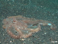 White Net-Octopus - Octopus sp2 - Weisser Netz- Oktopus
