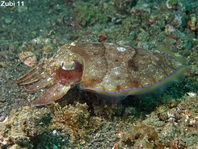 Needle Cuttlefish - <em>Sepia aculeata</em> - Nadelsepia