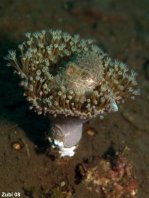 Broadclub cuttlefish - <em>Sepia latimanus</em> - Breitarm Sepia