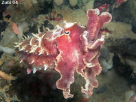 Sepia (cuttlefish). Species on this page: Metasepia, Sepia, Euprymna, Ideosepius, Nautilus