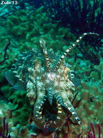 Mating Pharao Cuttlefish - <em>Sepia pharaonis</em> - Paarende Pharao Sepia