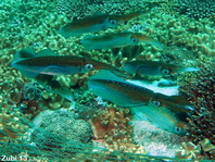 Large group of Bigfin Reef squids laying eggs - <em>Sepioteuthis lessonian</em>a - Grosse Gruppe von Großflossen-Riffkalmaren beim Eierlegen
