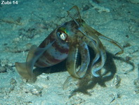 Squid - Kalmar