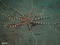 Mimic Octopus (before Octopus sp19) - Thaumoctopus mimicus - Mimik-Oktopus