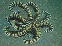 Mimic Octopus (before Octopus sp19) - Thaumoctopus mimicus - Mimik-Oktopus