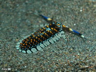 Aeolid Nudibrachs (Sea slugs) - Fadenschnecken (Nacktschnecken)