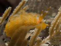 Aeolid Nudibrachs (Sea slugs) - Fadenschnecken (Nacktschnecken)