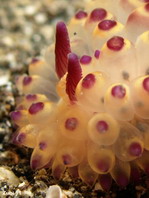 Arminacean Nudibrachs (Sea slugs) - Furchenschnecken (Nacktschnecken)