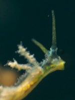 Dendronotid Nudibrachs (Sea slugs) - Baumschnecken (Nacktschnecken)