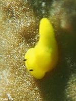 Lemon Nudibranch - Aegires citrinus (before Notodoris citrinus) - Zitronen-Nacktschnecke