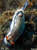 Harlequin nudibranchs (Dorids) - Doridina - Sternschnecken (Nacktschnecken)