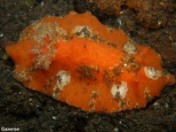 Sclerodoris tuberculata