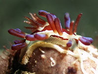 Harlequin nudibranchs (Dorids) - Doridina - Sternschnecken: Goniodorididae: Trapania
