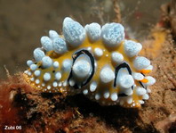 Opisthobranchs Sea Slugs - Opisthobranchia - Hinterkiemerschnecken (Meeresschnecken)