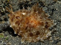 Blunt-End Seahare - Dolabella auricularia - Stumpfenden- Seehase