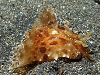 Blunt-End Seahare - Dolabella auricularia - Stumpfenden- Seehase