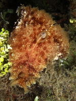 Blunt-End Seahare - Dolabella auricularia - Stumpfenden- SeehaseSea Hares - Anaspidea - Seehasen