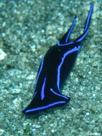 Blue Velvet Headshield Slug - Chelidonura varians - Samtblaue Kopfschildschnecke