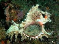 Snails (sea slugs - Opisthobranchia) - Starfish Photos ...