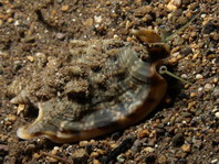 Scorpion Conchs - Strombidae - Boothaken und Flügelschnecken