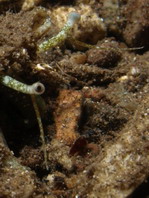 Scorpion Conchs - Strombidae - Boothaken und Flügelschnecken