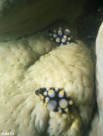 Common Egg Cowrie - Ovula ovum - Gewöhnliche Eischnecke