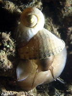 Tun- shells - Tonnidae - Fass-Schnecken