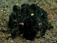 Marine Sponge - Schwamm