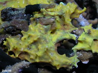 Marine Sponge - Schwamm