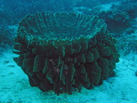 Barrel Sponge - <em>Xestospongia testudinaria</em> - grosser Vasenschwamm (grosser Fass-Schwamm) 
