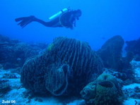 Barrel Sponge - <em>Xestospongia testudinaria</em> - grosser Vasenschwamm (grosser Fass-Schwamm) 