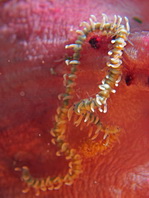 Syllids Worm - Alcyonosyllis phili - Syllidenwurm
