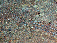 Spaghetti worm - Eupolymnia sp - Spaghettiwurm (Medusenwurm, Schopfwurm)