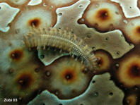 Sea Cucumber Scale Worm - Gastrolepidia clavigera - Seewalzen-Schuppenwurm