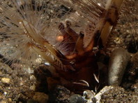 Honeycomb Worm - Lygdamis sp - Röhrenwurm
