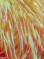 Feather Duster Worm - <em>Protula bispiralis</em> - Röhrenwurm