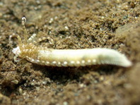 Spaghetti Worm outside of the sand (most time only tentacles are visible) - Terebellidae sp - Spaghettiwurm draussen (meist sind nur die Tentakeln sichtbar)