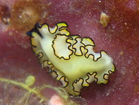 Flatworms - Plattwürmer Strudelwürmer