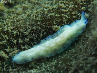 Laing Island Flatworm - Pseudoceros laingensis - Strudelwurm / Plattwurm