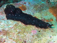 Flatworm - Thysanozoon sp3 - Strudelwurm / Plattwurm