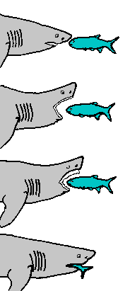 Bewegungsabfolge: Hai verspeisst Fisch