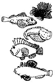 Lionfish, Scorpionfish, stonefish, leaffish, devilfish