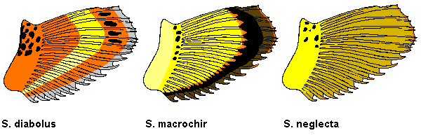 Inner surface of the scorpionfishes  <em>Scorpaenopsis diabolus</em>, S. macrochir,  Scorpaenopsis neglecta - Innere Flossenzeichnung der Skorpionfische