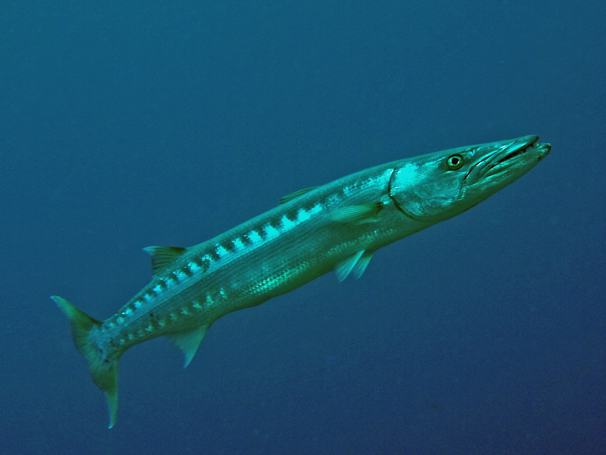 Barracudas and Needlefishes - Barrakudas und Hornhechte. Species on this page: barracudas - Sphyraena. needlefish - Platybelone, Tylosurus, Zenarchopterus